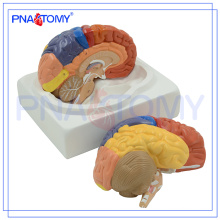 Modèle de cerveau éducatif en plastique PNT-0612 avec 3 parties